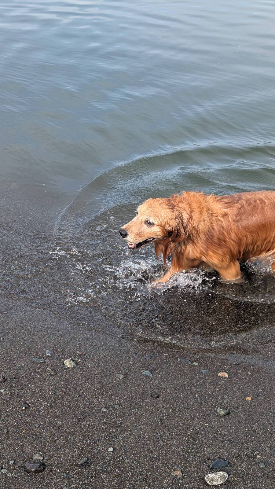 勢いよく川に入る愛犬