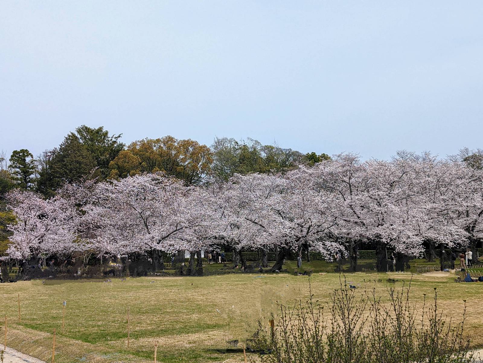 桜が満開